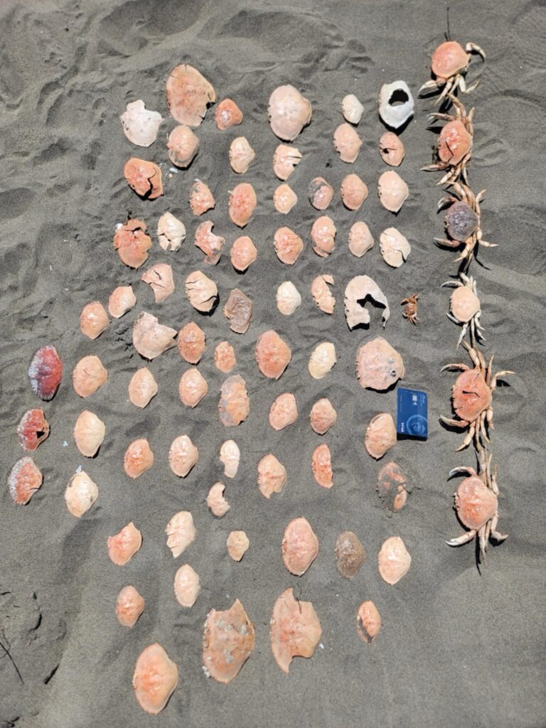 a group of brown and white objects (MyCoast AI)