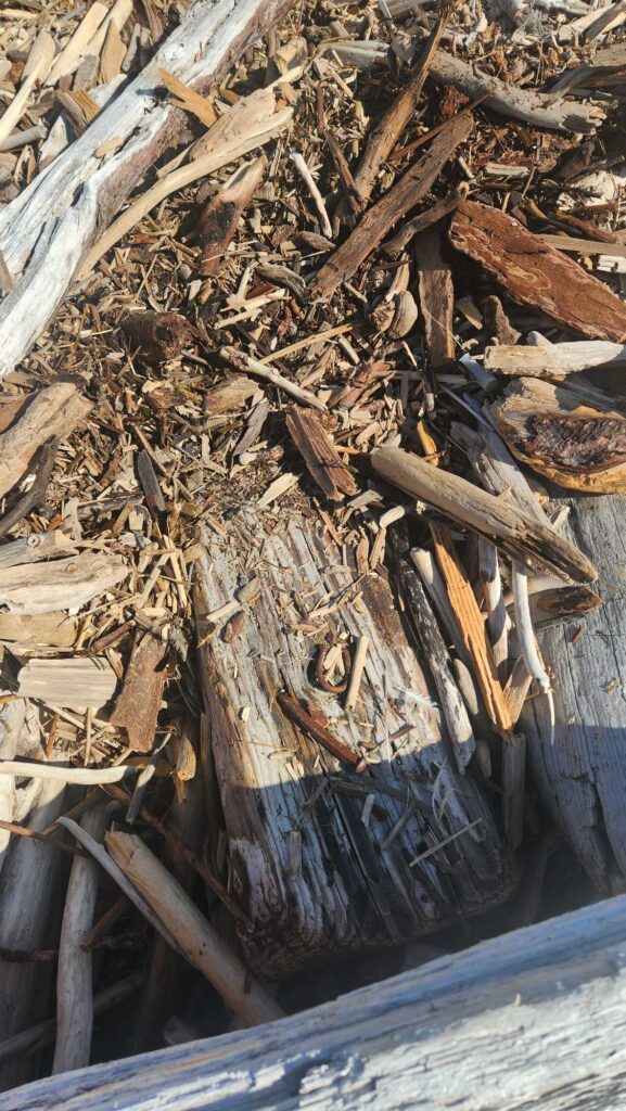 a pile of wood (MyCoast AI)