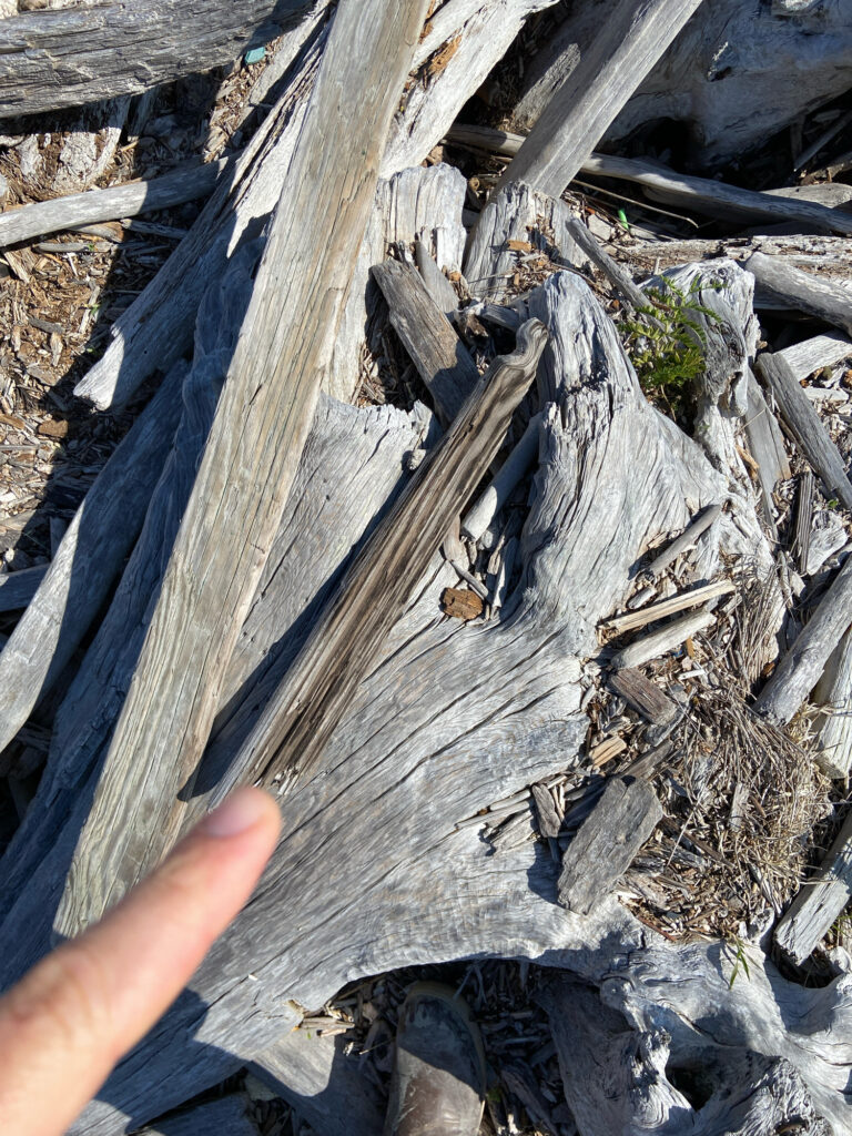 a hand holding a piece of wood (MyCoast AI)