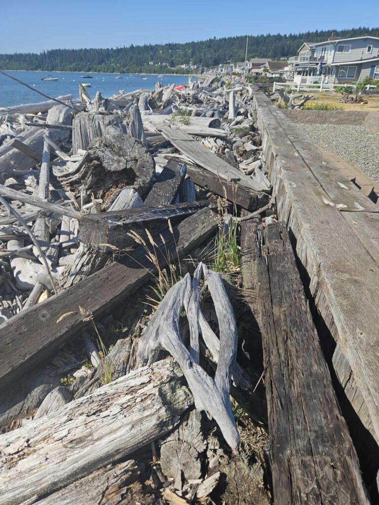 a pile of wood next to a body of water (MyCoast AI)