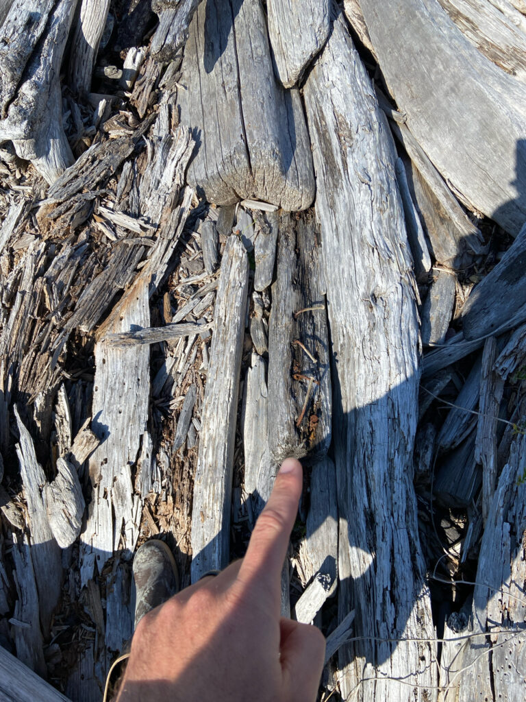 a hand pointing at a tree (MyCoast AI)