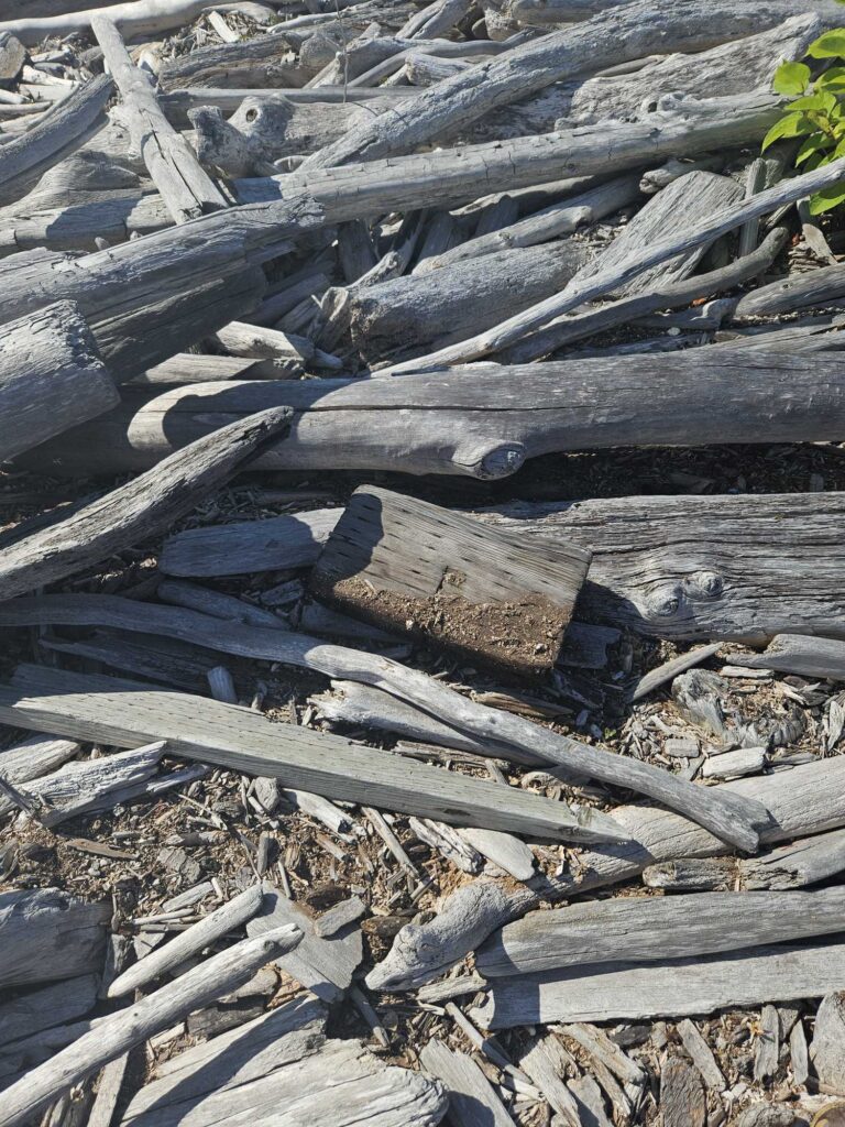a pile of wood (MyCoast AI)