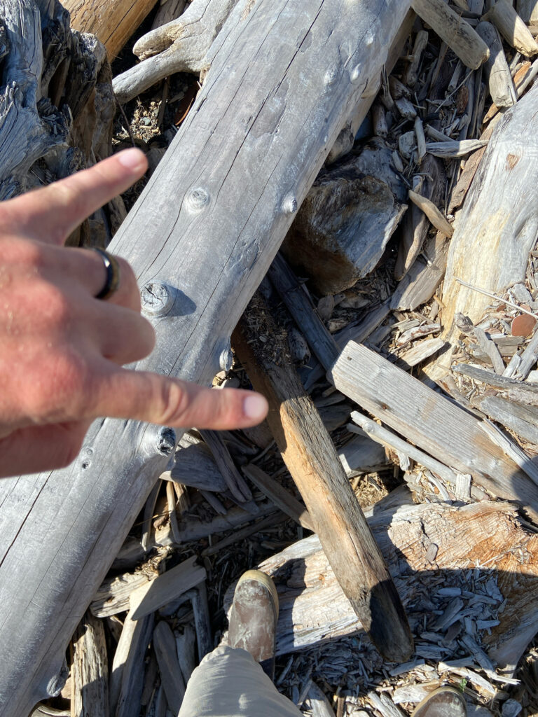 a hand holding a piece of wood (MyCoast AI)