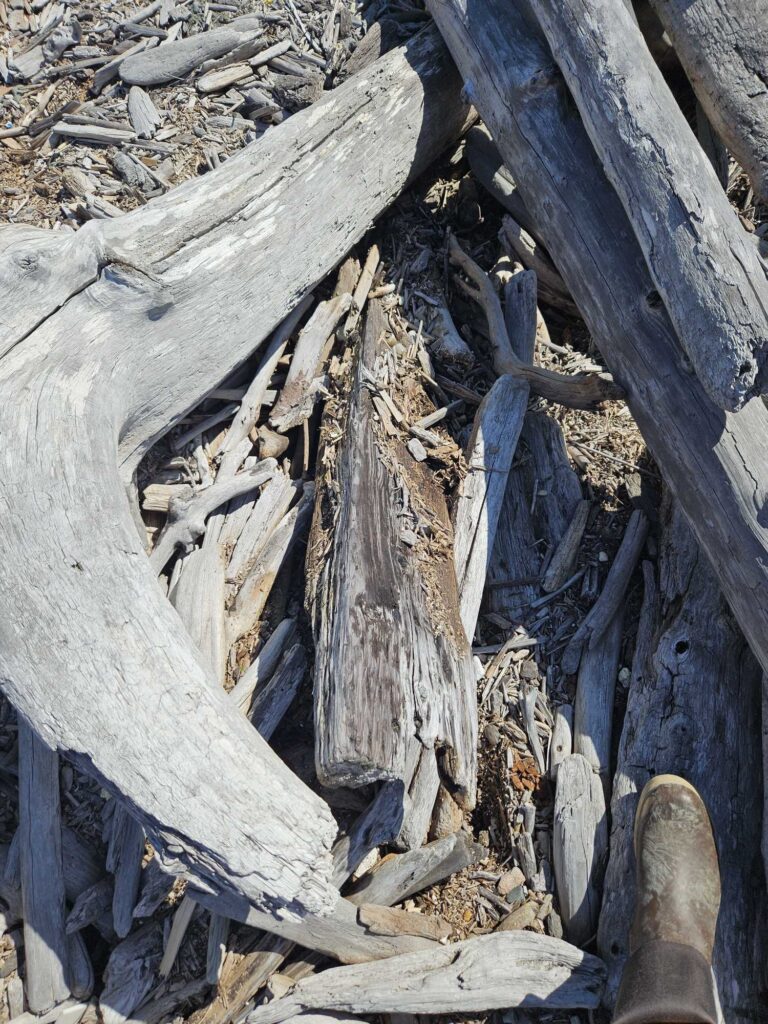 a pile of wood (MyCoast AI)