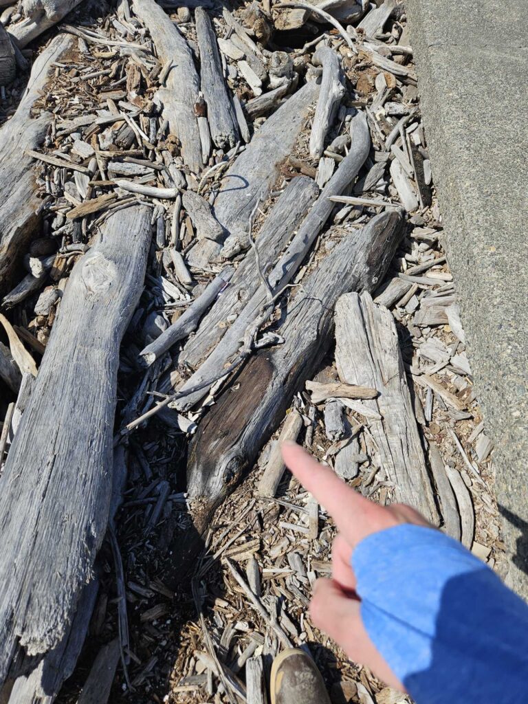 a hand reaching for a tree trunk (MyCoast AI)