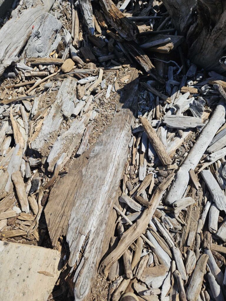 a pile of cut wood (MyCoast AI)