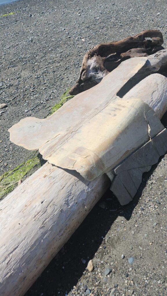 a log on the ground (MyCoast AI)