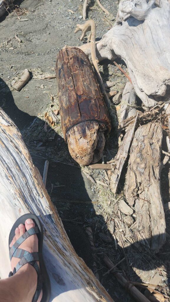 a person's feet on a log (MyCoast AI)
