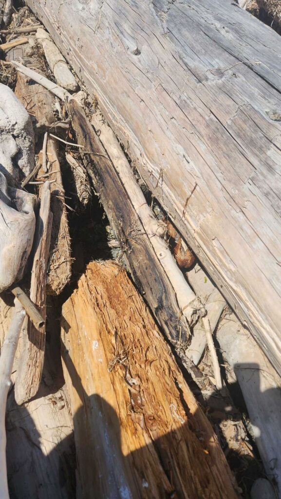a close-up of a wood wall (MyCoast AI)