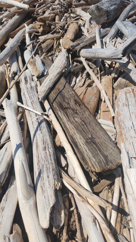 a pile of cut wood (MyCoast AI)