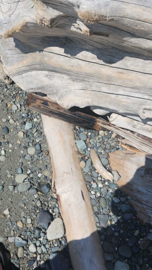 a snake on a log (MyCoast AI)