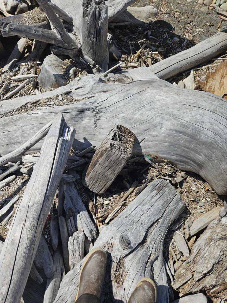 a lizard on a log (MyCoast AI)
