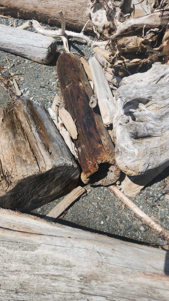 a pile of cut logs (MyCoast AI)