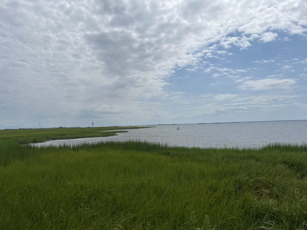 a grassy area next to a body of water (MyCoast AI)