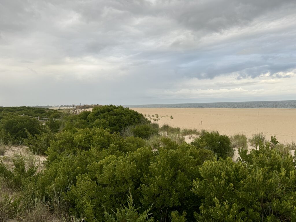 a landscape with trees and bushes (MyCoast AI)