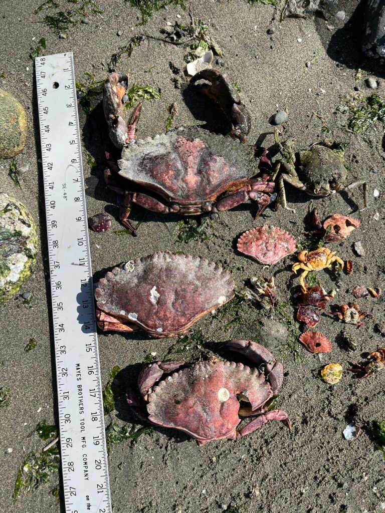a group of snails on the ground (MyCoast AI)