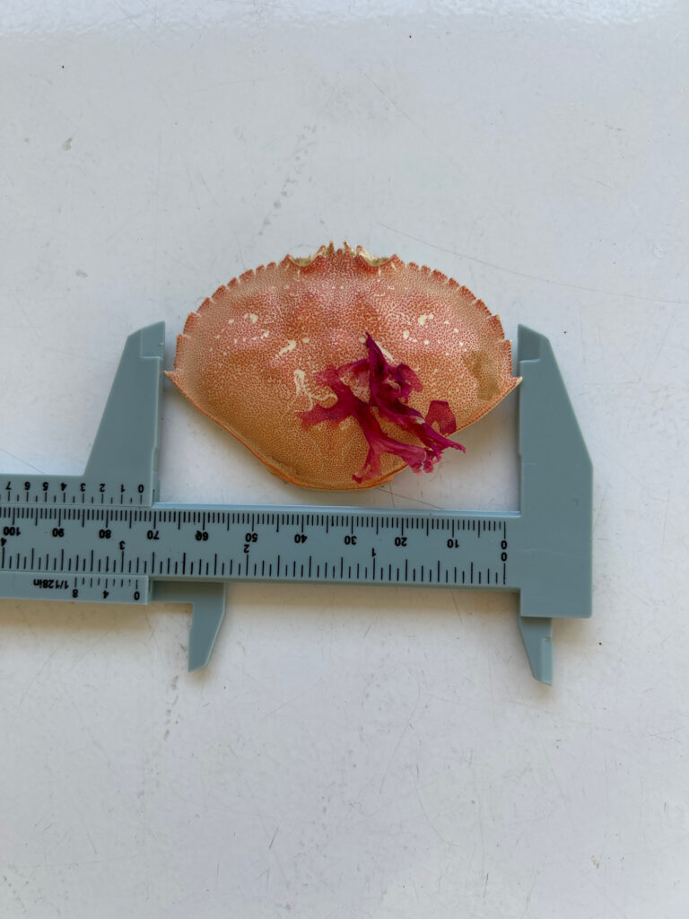 a piece of food on a plate (MyCoast AI)