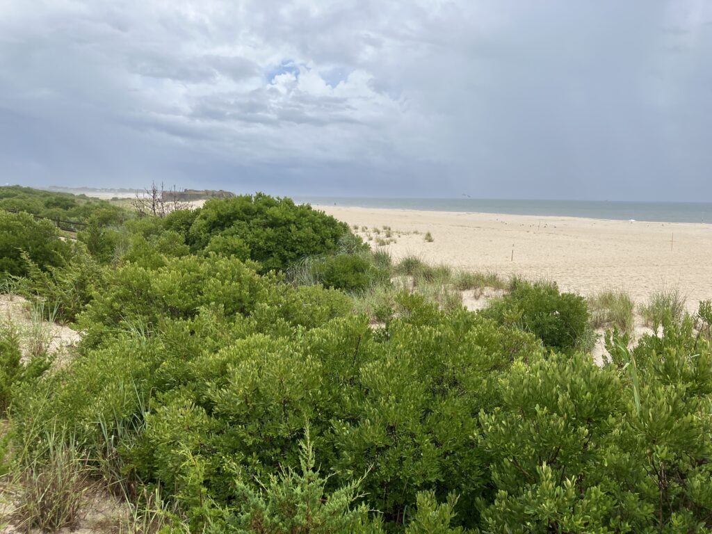 a sandy beach with bushes and trees (MyCoast AI)
