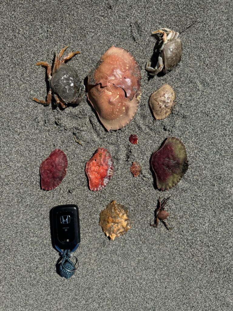 a group of objects on a surface (MyCoast AI)