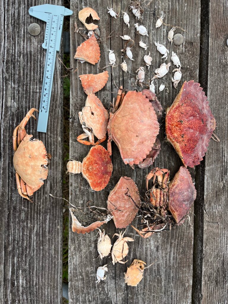 a group of brown leaves on a wooden surface (MyCoast AI)