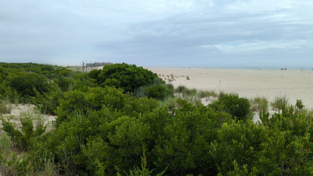 a landscape with trees and bushes (MyCoast AI)