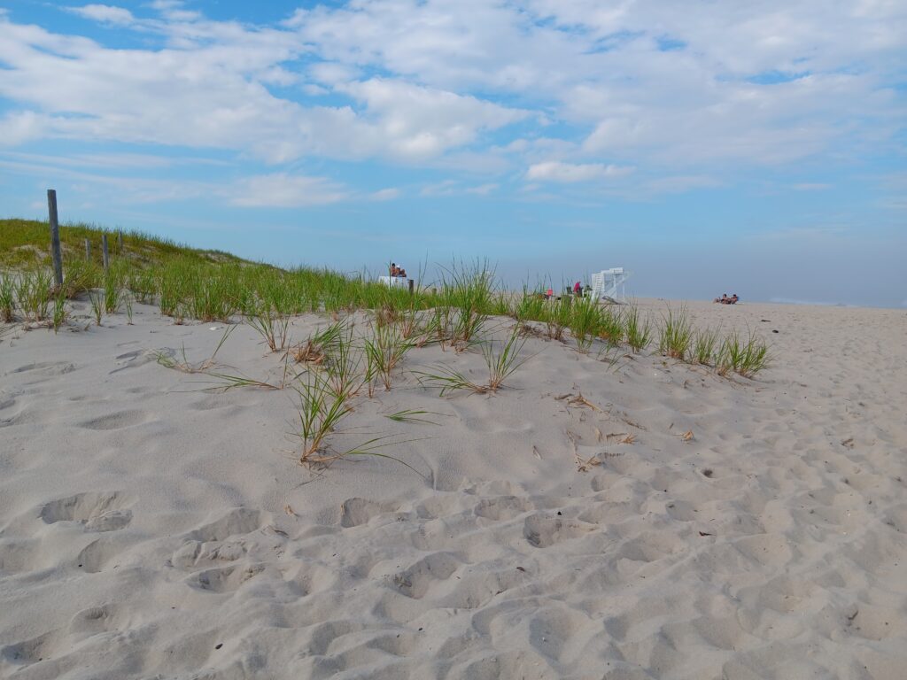 a sandy beach with plants and sand (MyCoast AI)
