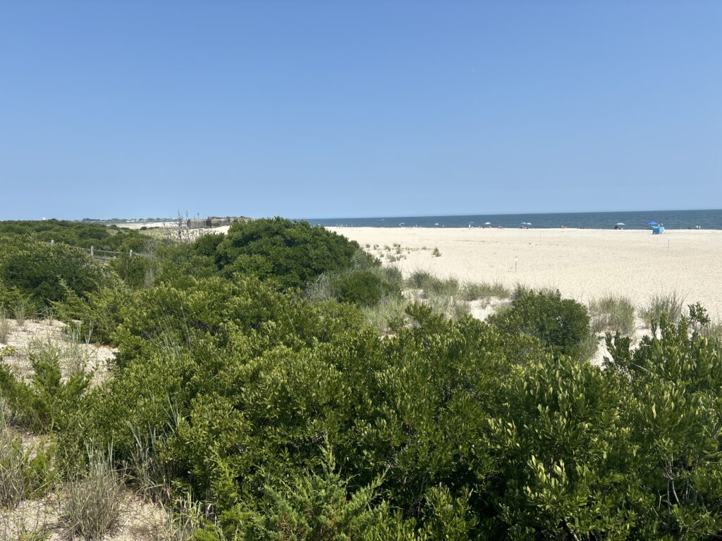 a beach with trees and bushes (MyCoast AI)