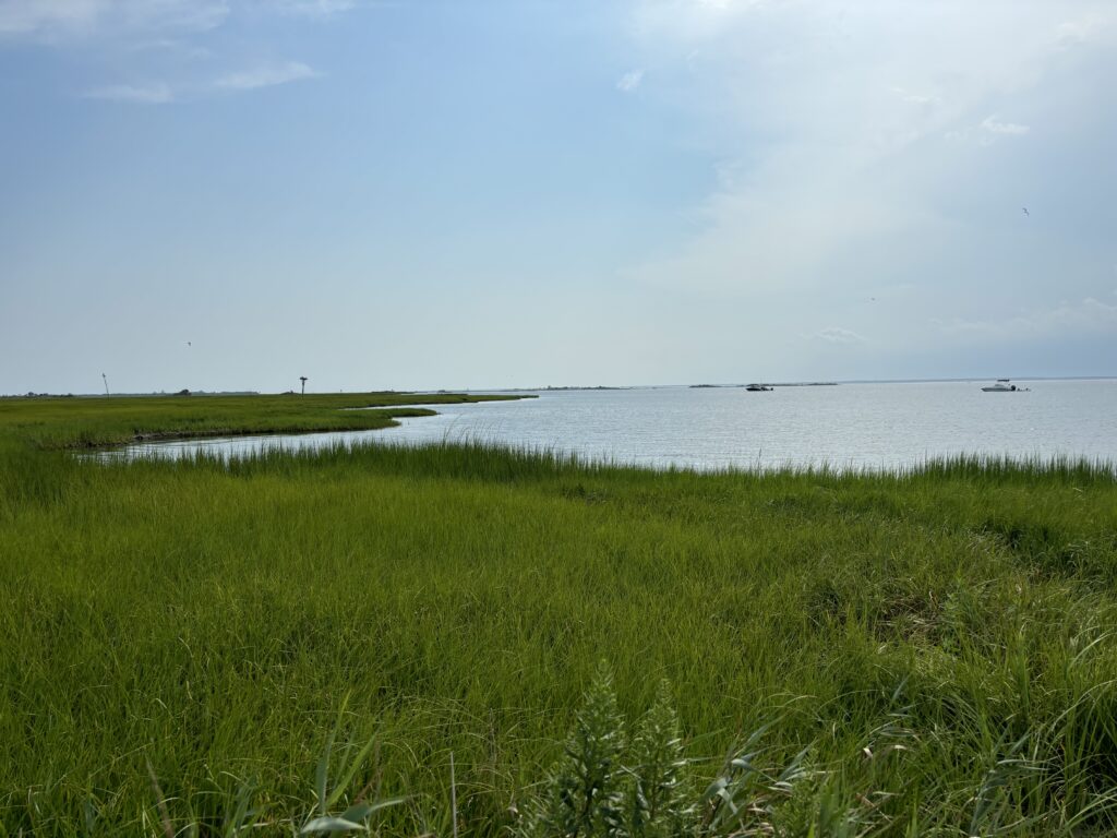 a grassy area next to a body of water (MyCoast AI)