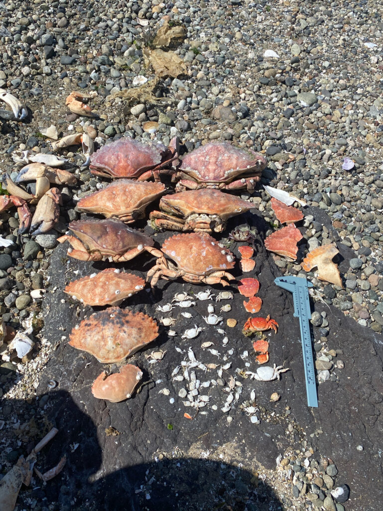 a pile of rocks (MyCoast AI)