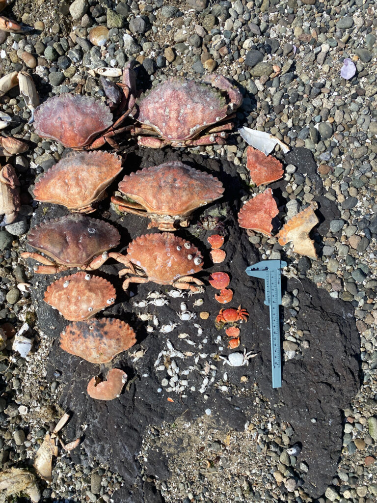 a pile of rocks (MyCoast AI)