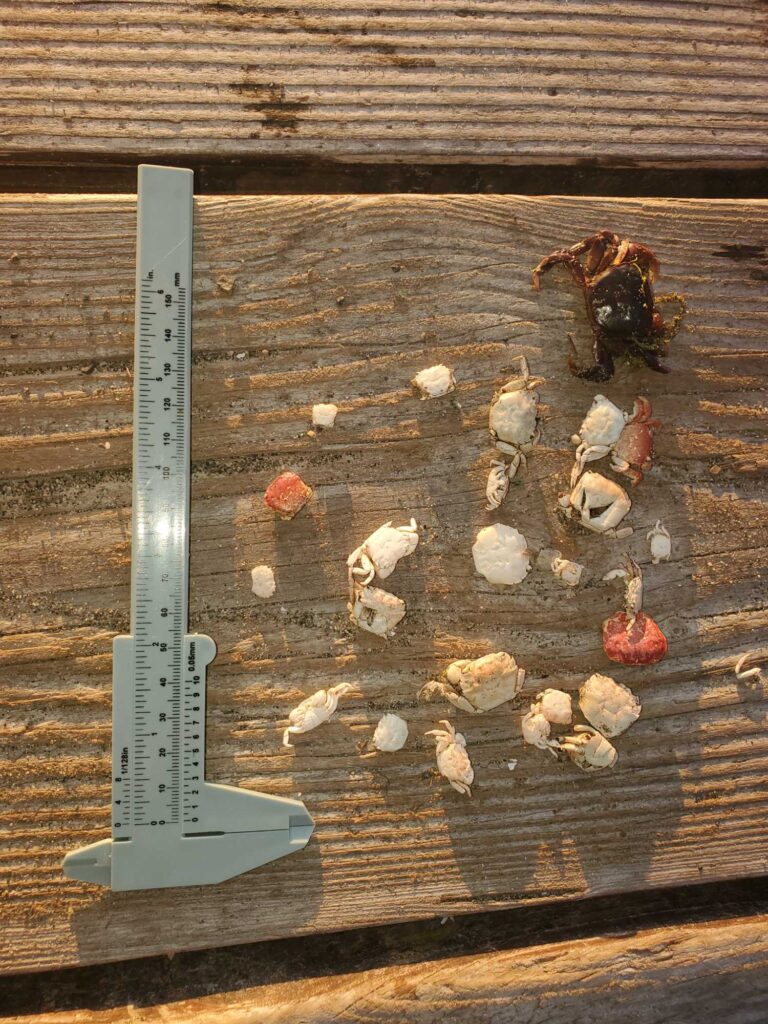 a group of figurines on a wood surface (MyCoast AI)