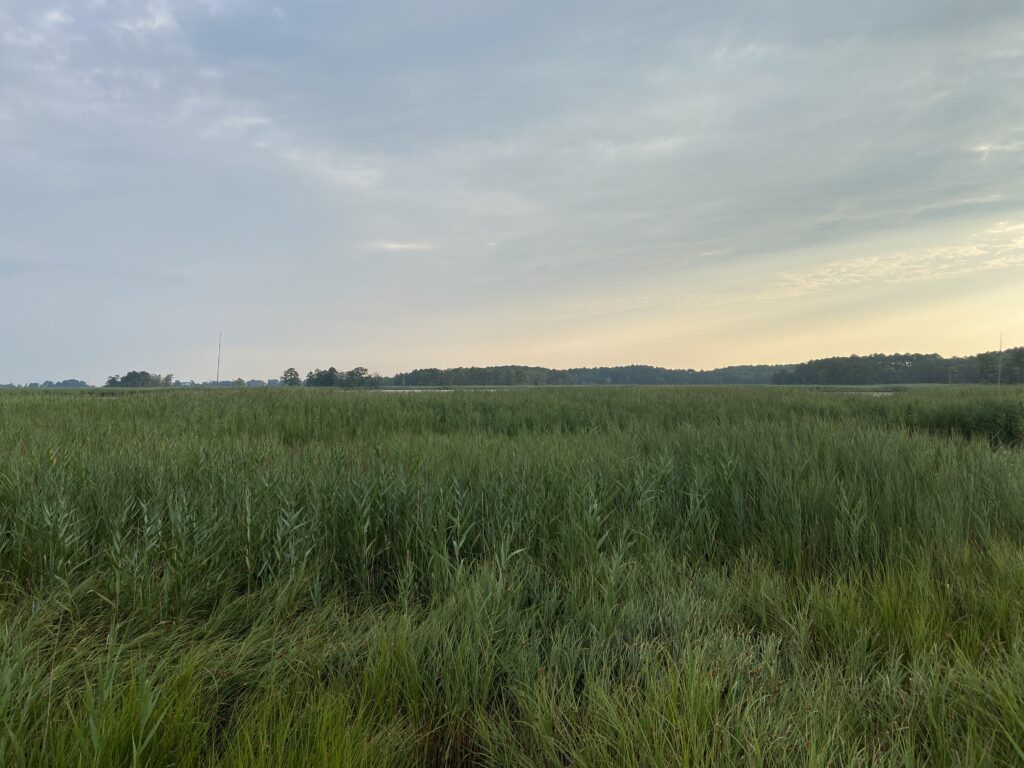 a field of grass with trees in the background (MyCoast AI)