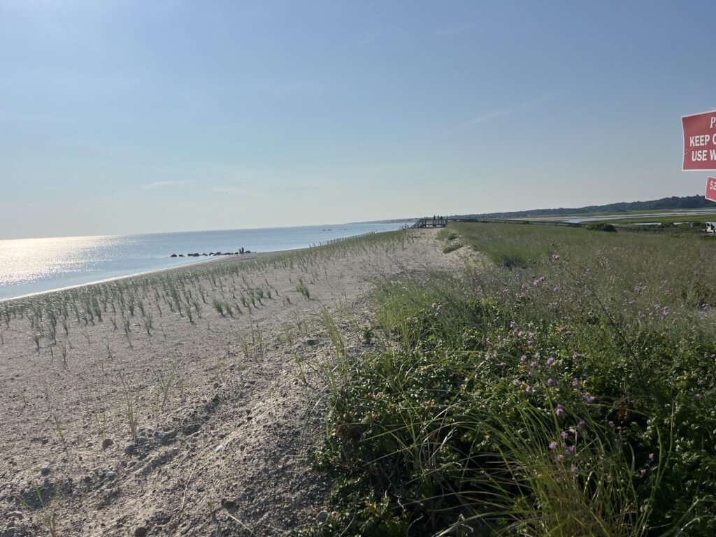 a beach with plants and water (MyCoast AI)