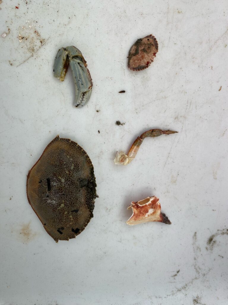 a group of snails (MyCoast AI)