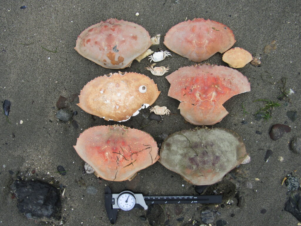 a group of rocks on the ground (MyCoast AI)