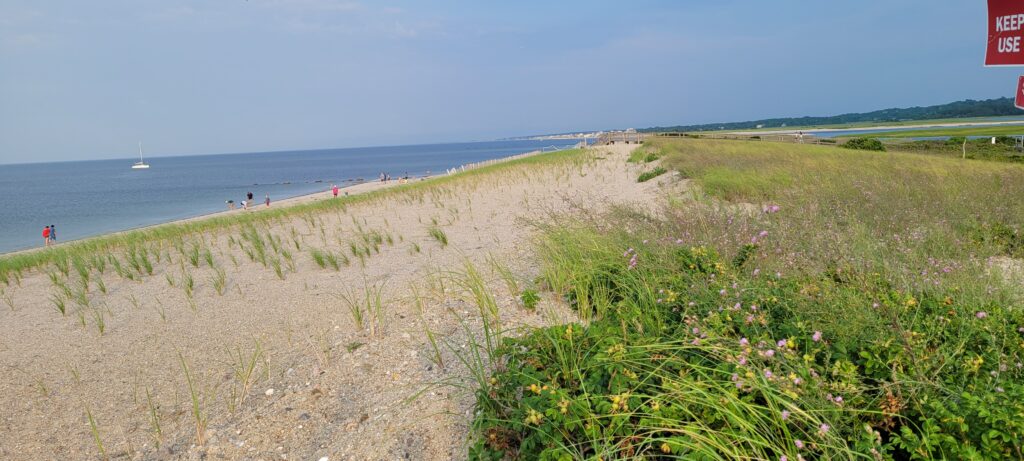 a grassy area next to a body of water (MyCoast AI)