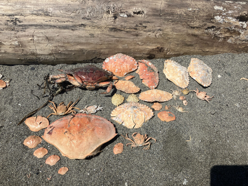 a pile of red and brown mushrooms (MyCoast AI)