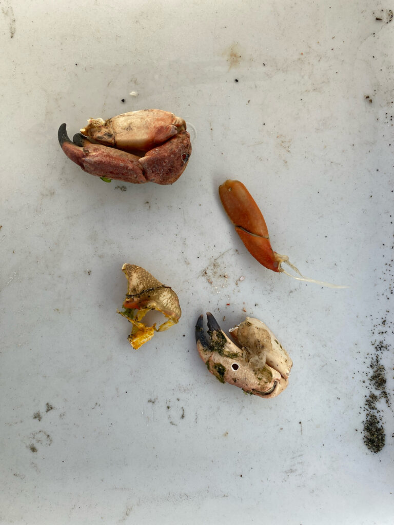a group of small animals (MyCoast AI)