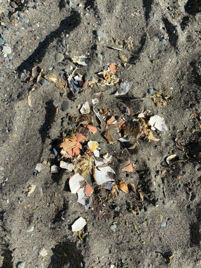 a pile of leaves on the ground (MyCoast AI)