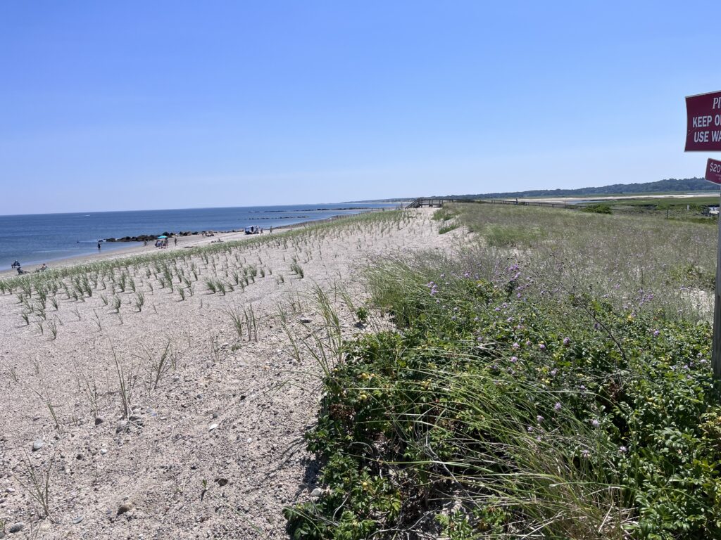 a beach with plants and water (MyCoast AI)