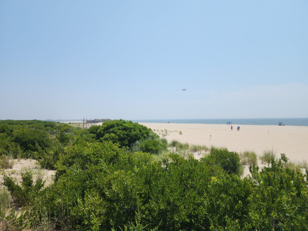 a beach with trees and bushes (MyCoast AI)