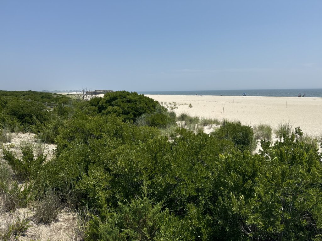 a landscape with trees and bushes (MyCoast AI)
