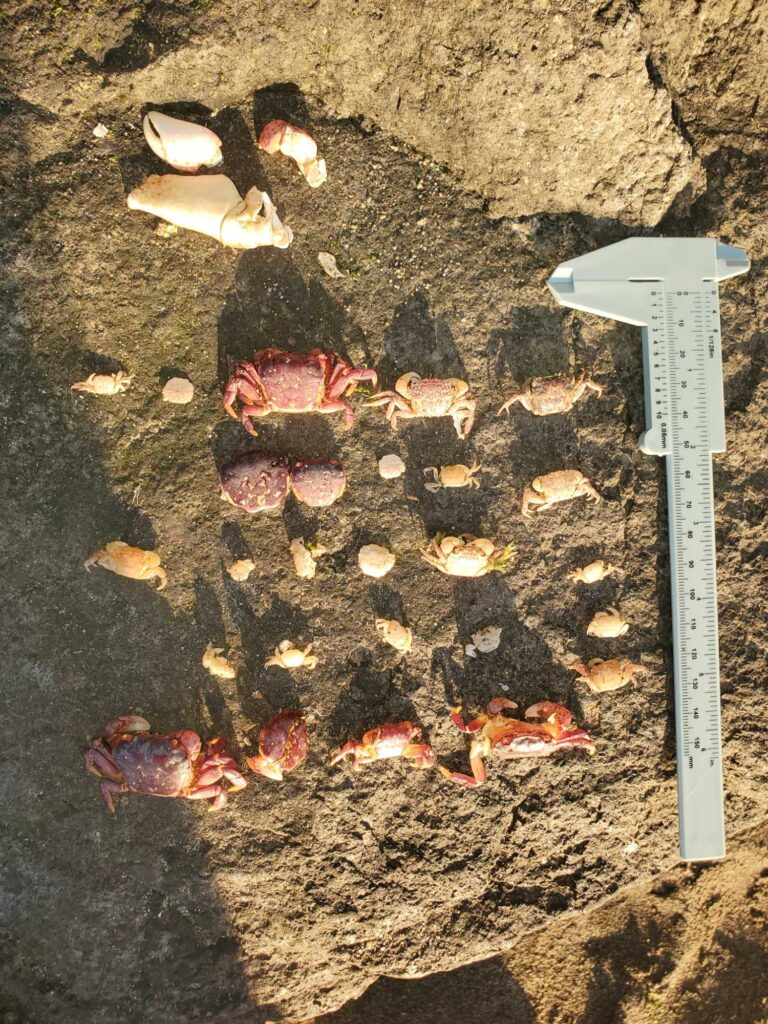 a group of butterflies on the ground (MyCoast AI)