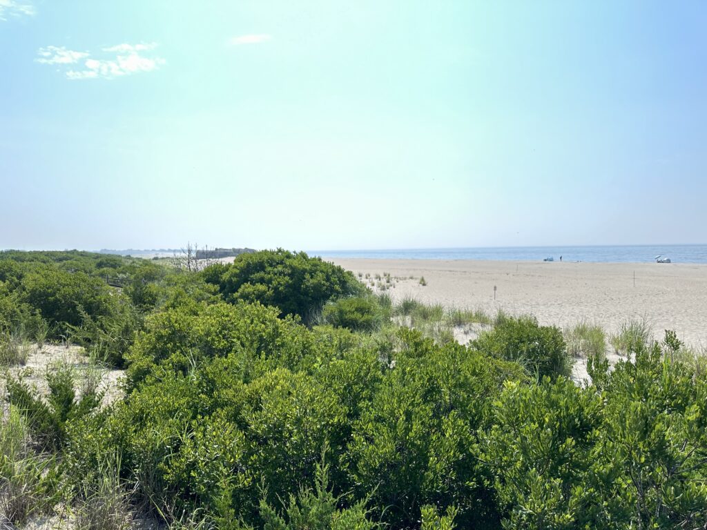 a beach with trees and water (MyCoast AI)