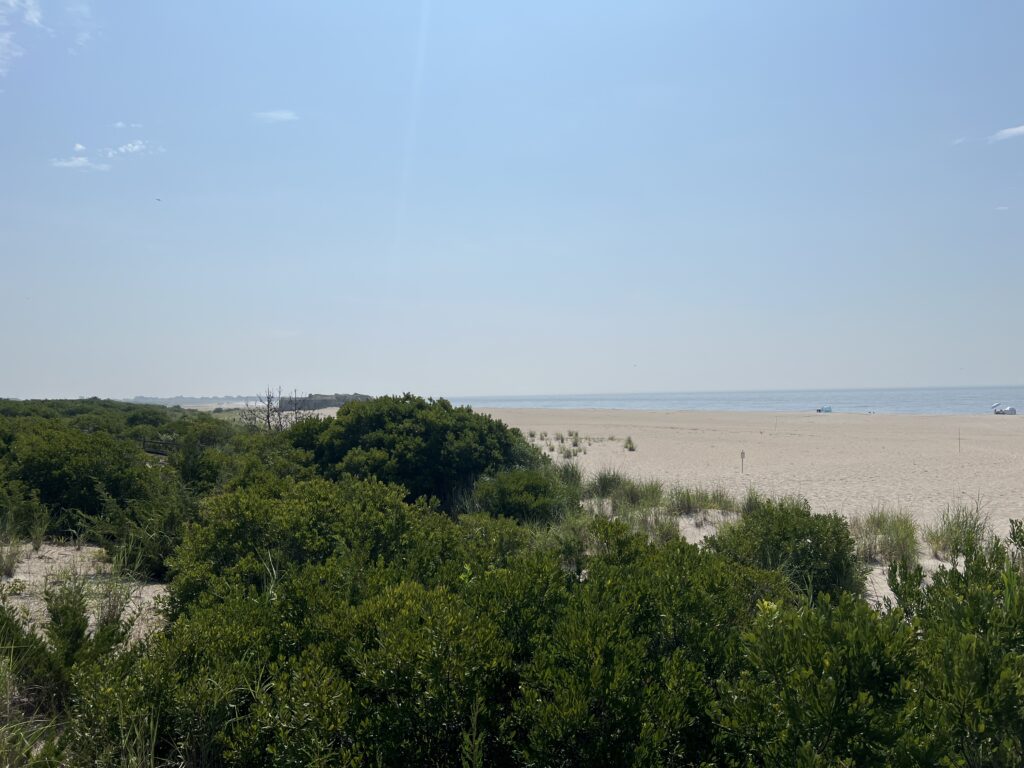 a beach with trees and bushes (MyCoast AI)