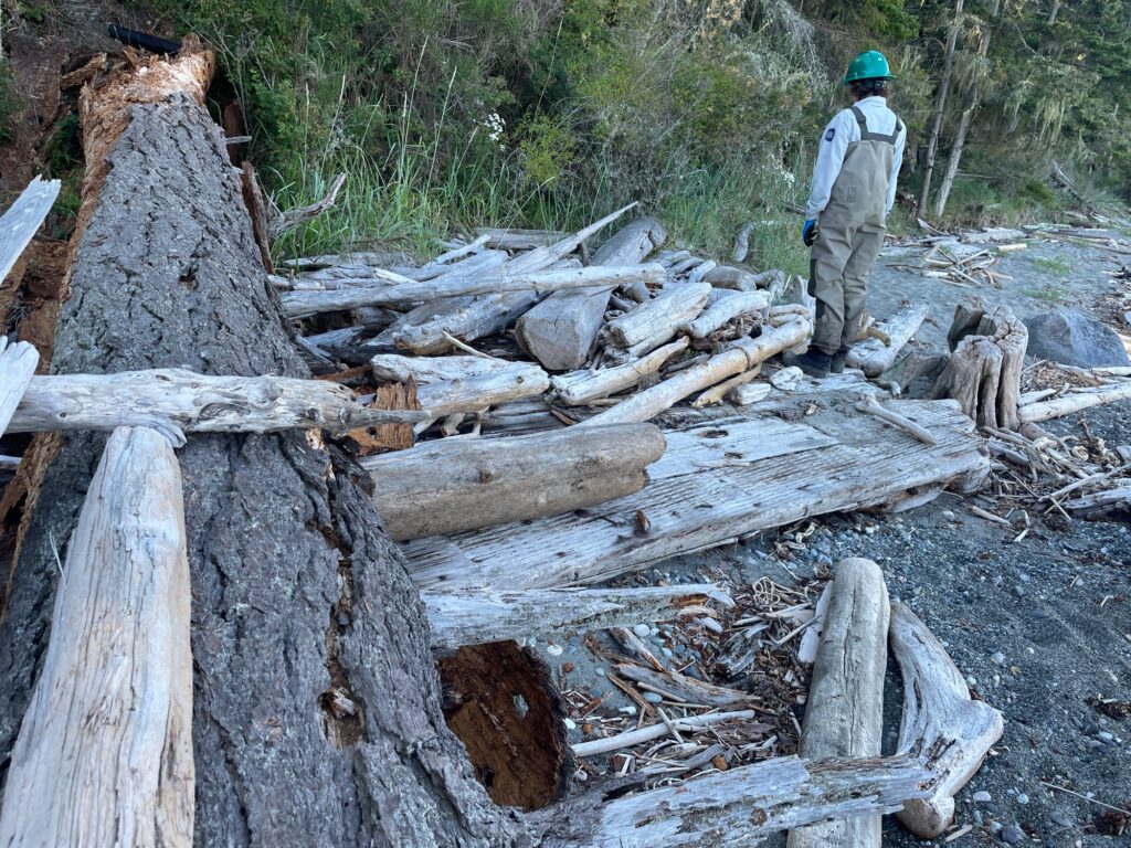 a person standing next to a pile of cut logs (MyCoast AI)
