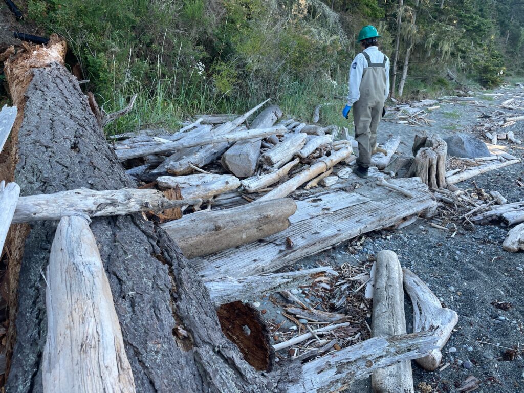 a person standing next to a pile of cut down trees (MyCoast AI)
