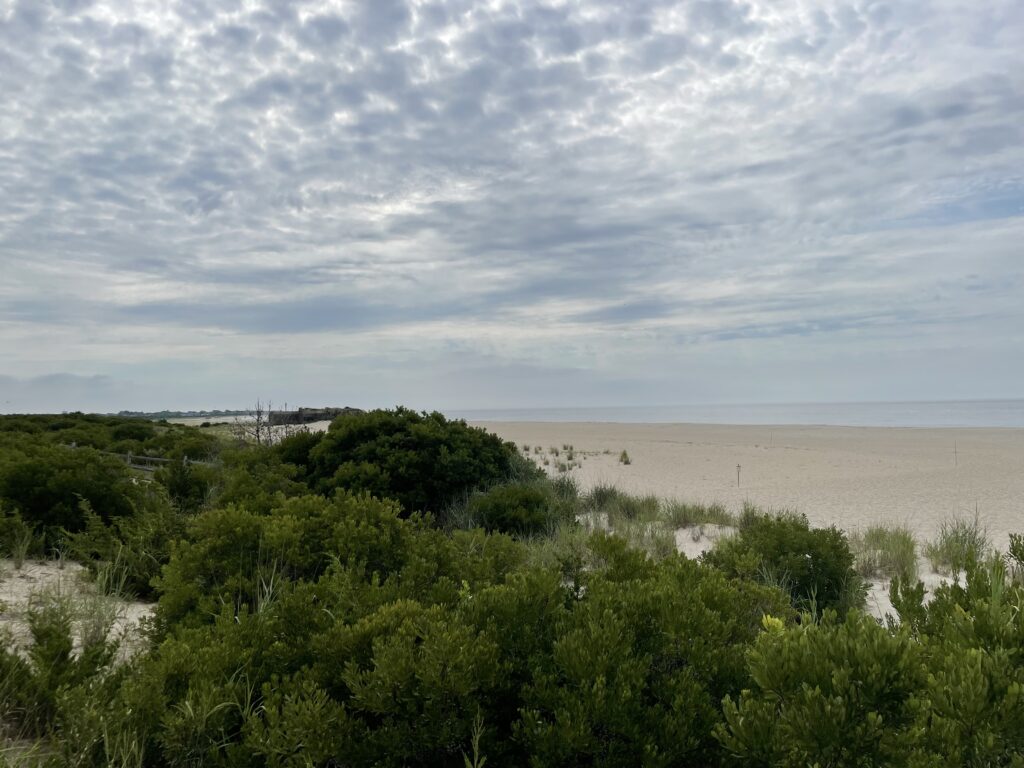 a beach with trees and bushes (MyCoast AI)