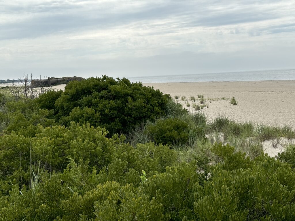 a beach with bushes and trees (MyCoast AI)