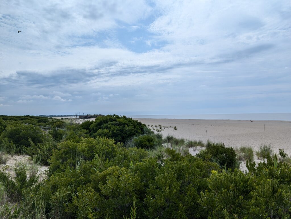 a beach with trees and bushes (MyCoast AI)